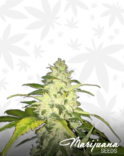 Blue Chocolate OG Kush