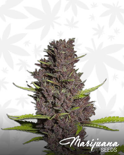 Blue Dream Skunk