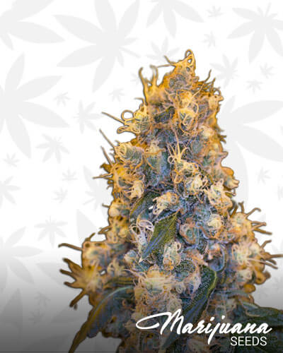 Blue Fuego