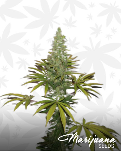 Blue Hawgsbreath Kush Aka Blue Dream Kush