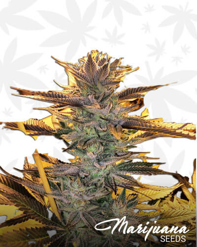 Blue Magoo Bx2