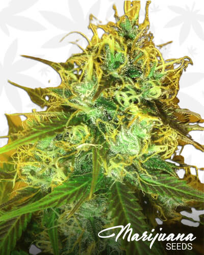 Blue Mountain Durban