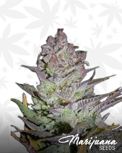 Blueberry Cheese