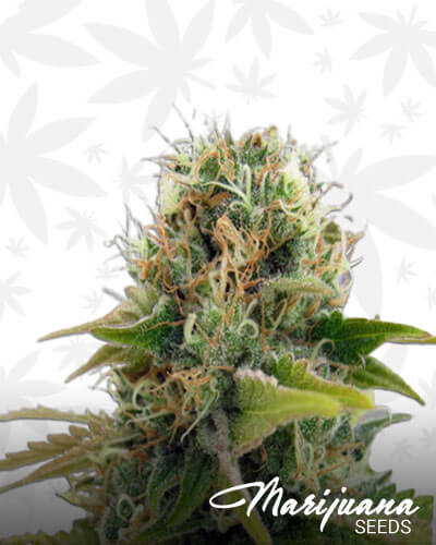 Blueberry Indica