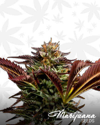 Bobs Kush
