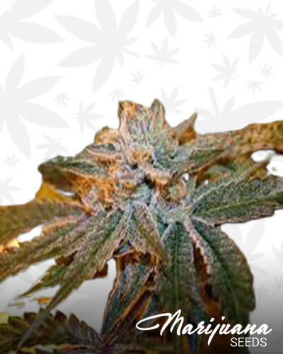 Boulder Bubblegum