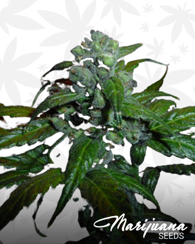 Brain Damage x Frost Wreck