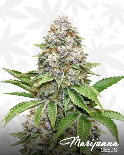 Bruce Banner 3 Fast