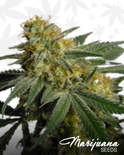 BuKu Cheese Kush