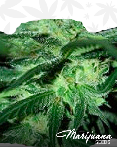 Bubba Kush 33