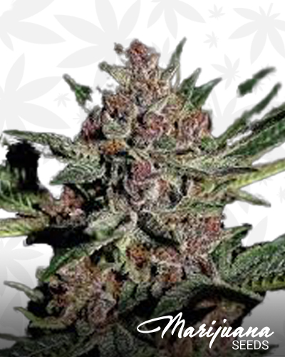 Bubba Kush OG