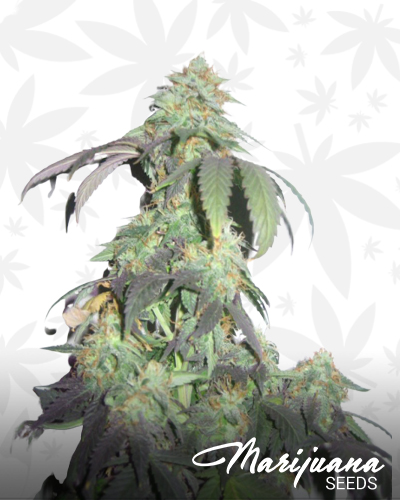 Bubba Purple Chunk