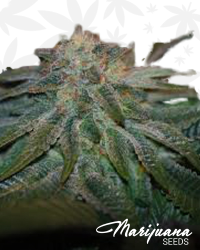 Bubba’s Bubble