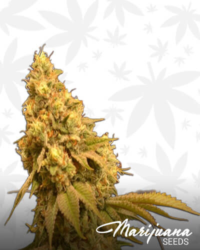 Bubble Diesel