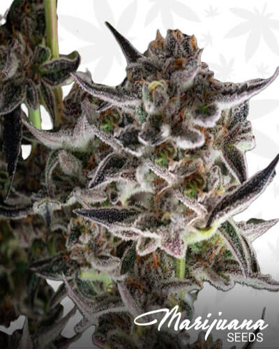 Bubble Gum Breath