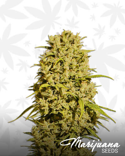 Bubble Haze