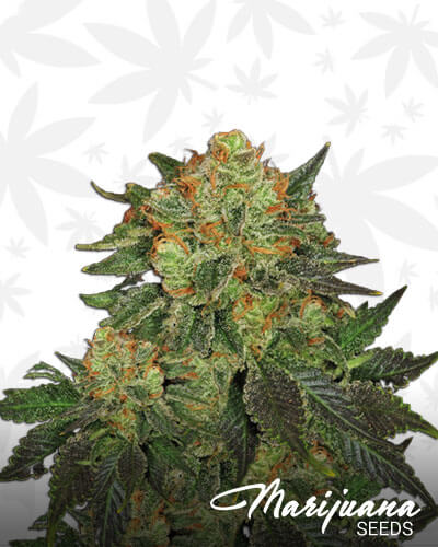 BubbleGum