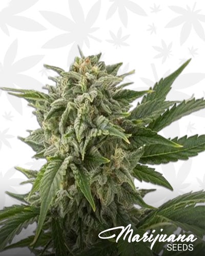 Bubblegum OG Kush