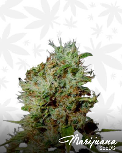 Buddha Ballz Kush
