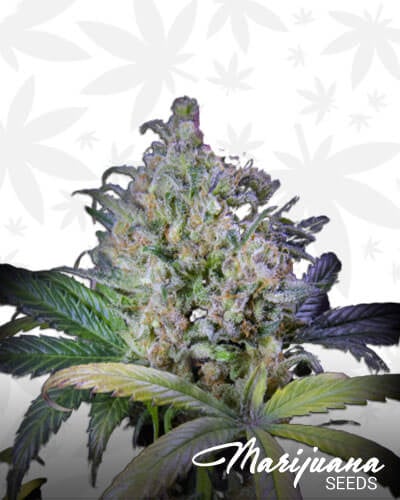 Buddha’s Delight