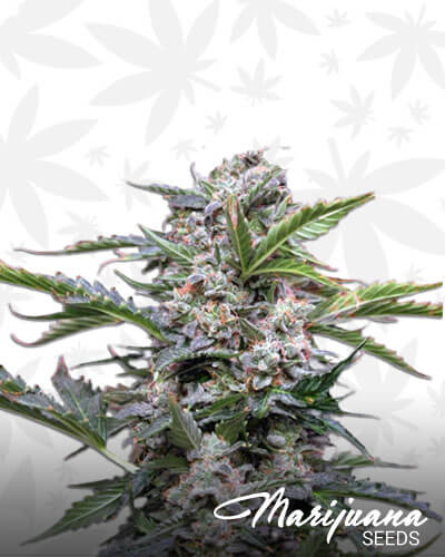 Budmaker Auto