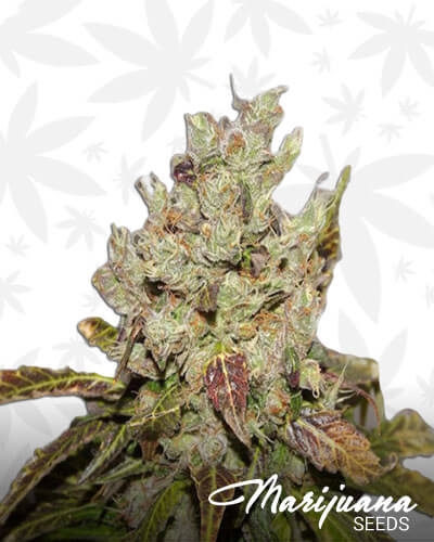 Bulk Mango Haze