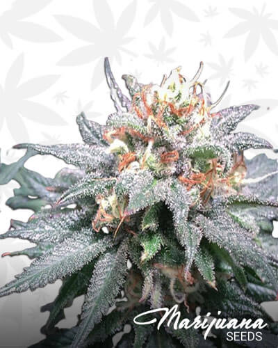 Burberry Strain
