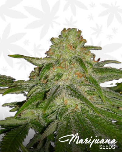 C99 Haze