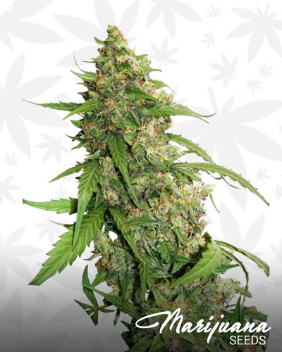 CBD Auto Compassion Lime