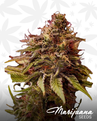 CBD Caramelice