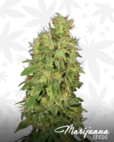 CBD Chronic