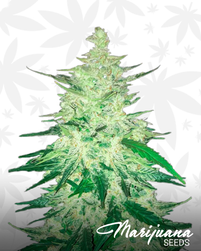 CBD Crack
