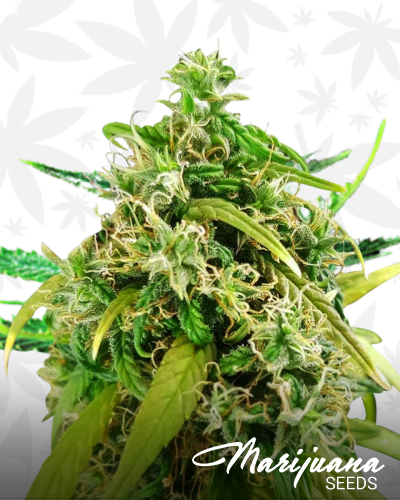 CBD Fix