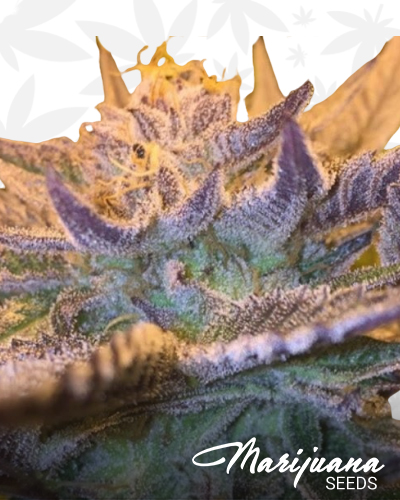 CBD Girl Scout Cookies
