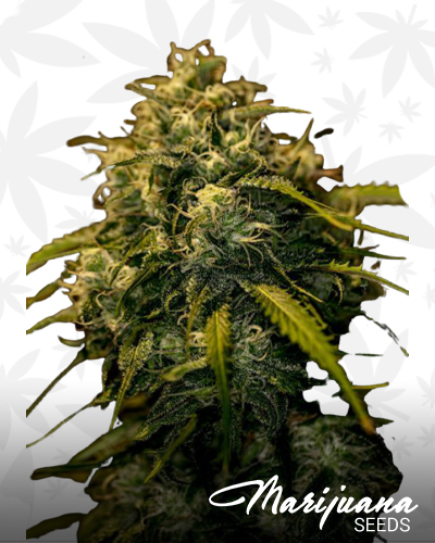 CBD Jack Diesel