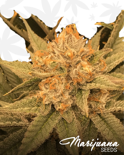 CBD Jam