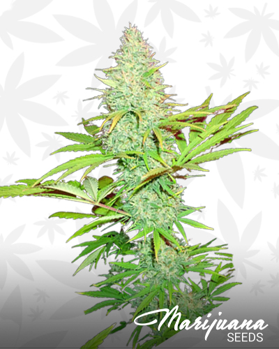 CBD Kong’s Kush 1