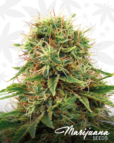 CBD Medi Kush