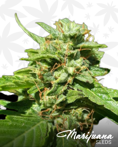 CBD Nepal Gold