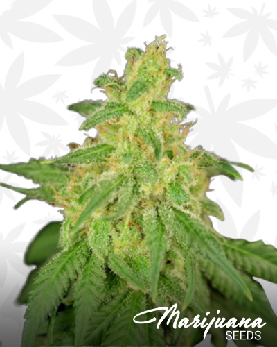 CBD René