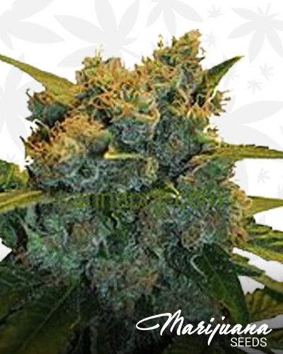 CBD Sensi Star
