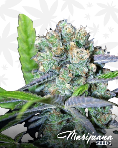 CBD Shark Shock