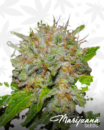 CBD Spiced Orange