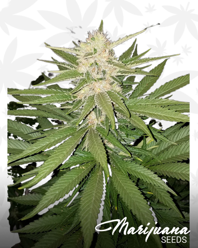 CBD Spliff Berry