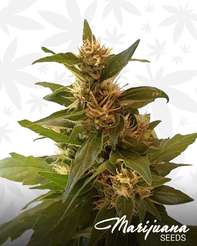 CBD Sweet Hemp
