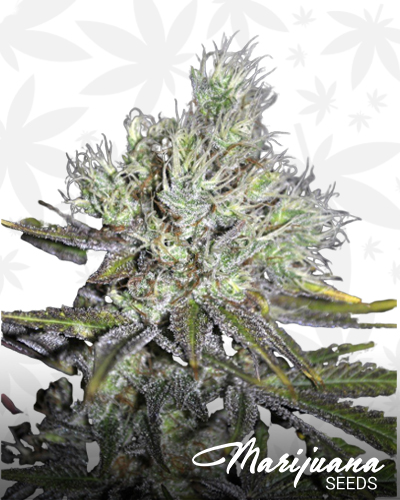 CBD Sweet ‘n Sour Widow
