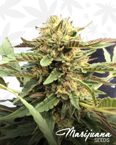 CBD Therapy