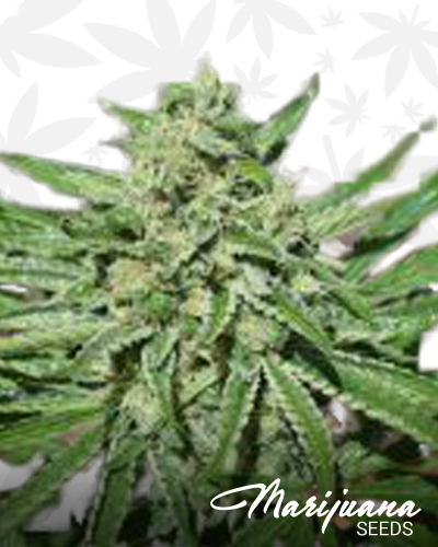 CBD Tonic