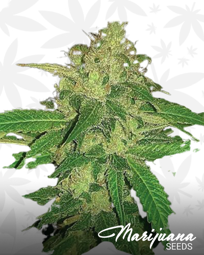 CBD Ultra
