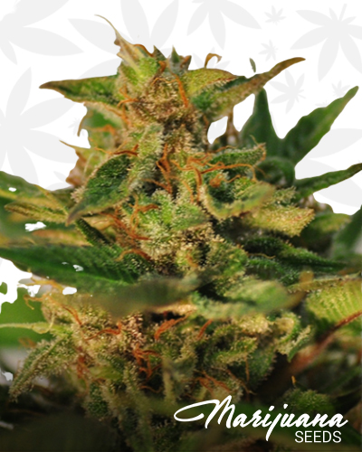 CBD Willie